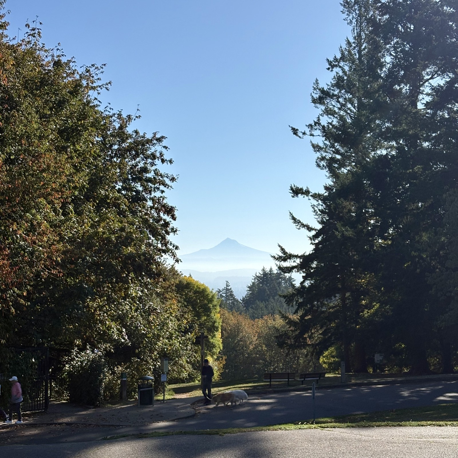 Lone volcanic mountain silhouetted in the mid morning sky, framed by tall firs