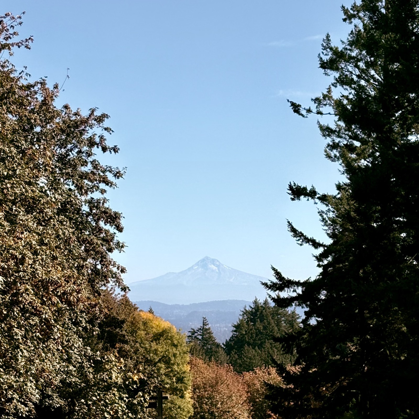 Mt. Hood under a clear autumn sky, nearly devoid of snow. Deciduous trees in the foreground just beginning to turn colors