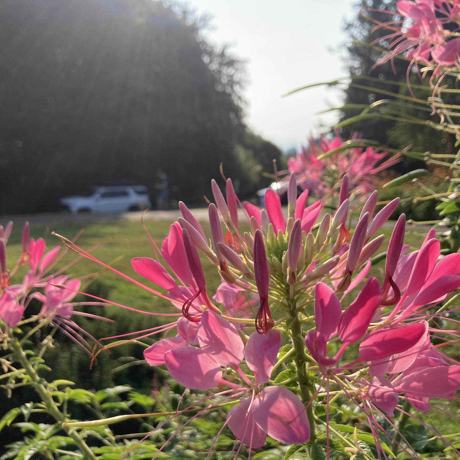 Closeup of pink spider flowers on a hazy morning