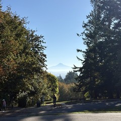 Lone volcanic mountain silhouetted in the mid morning sky, framed by tall firs