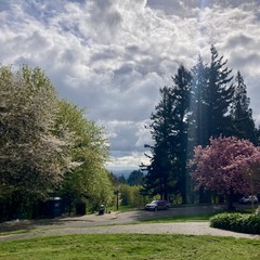 Sparkly cloudy brilliant green day. Plum tree just at or slightly past peak bloom